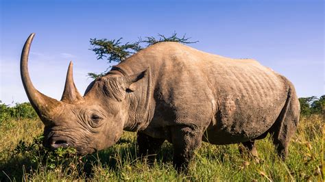 African Rhino Betfair