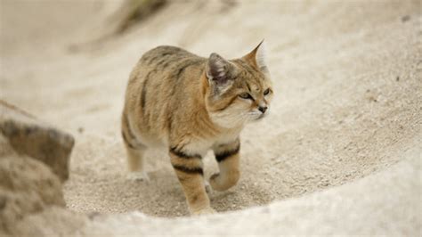 Desert Cats Parimatch