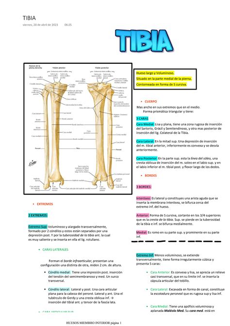 Seta de fenda de tibia